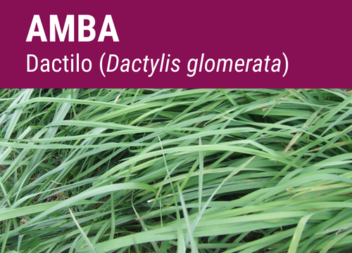 SEMILLA DACTYLO GLOMERATA AMBA