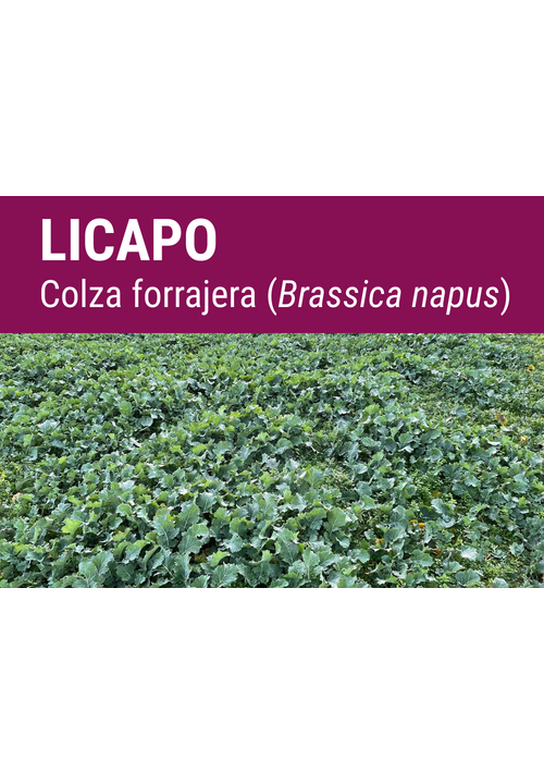 SEMILLA COLZA FORRAJERA LICAPO