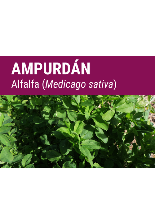 SEMILLA ALFALFA AMPURDAN R-1