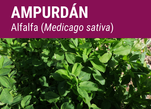 SEMILLA ALFALFA AMPURDAN R-1