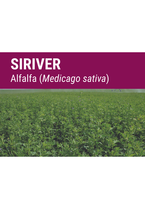 SEMILLA ALFALFA SIRIVER