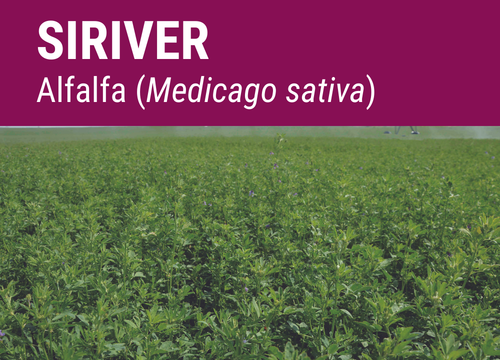 SEMILLA ALFALFA SIRIVER