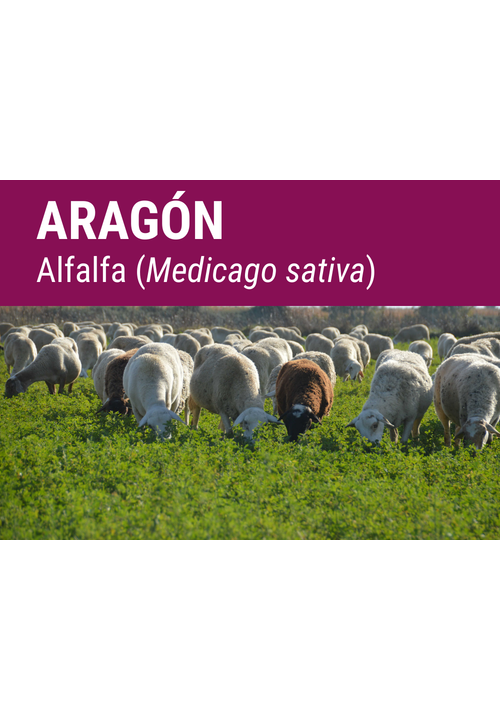 SEMILLA ALFALFA ARAGON