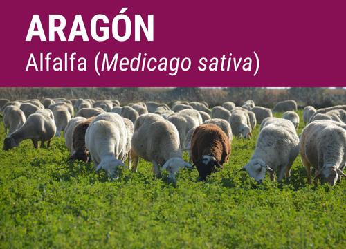 SEMILLA ALFALFA ARAGON