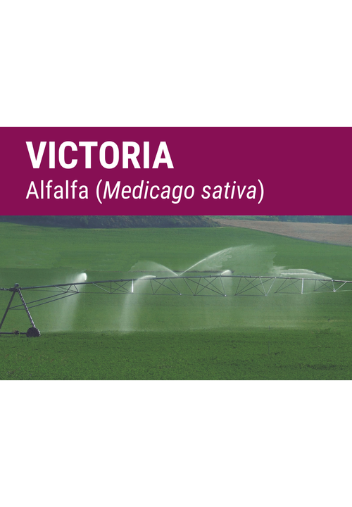 SEMILLA ALFALFA VICTORIA R-1