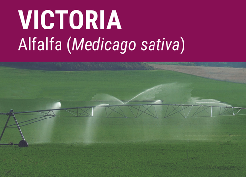 SEMILLA ALFALFA VICTORIA R-1