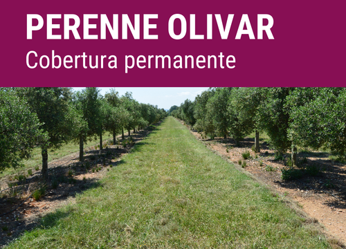 SEMILLA COVERPLUS FORMULA PERENNE OLIVAR