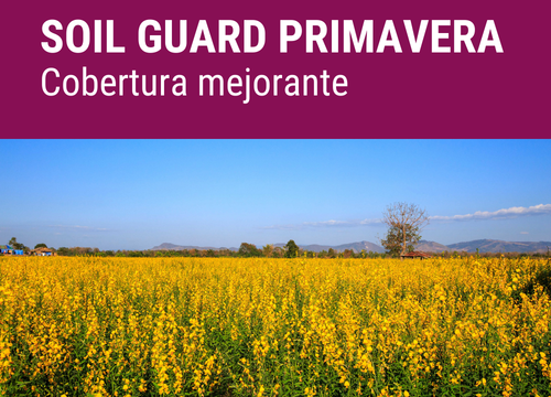 SEMILLA GREENPLUS FORMULA SPRING