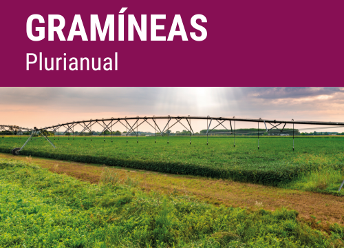 SEMILLA PRADERA FORM.PLURIMIX GRAMINEAS