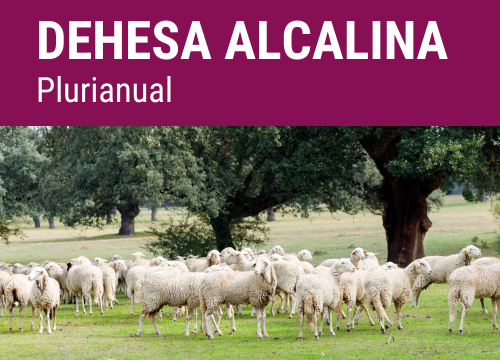 SEMILLA PRADERA SECMIX ALCALINO