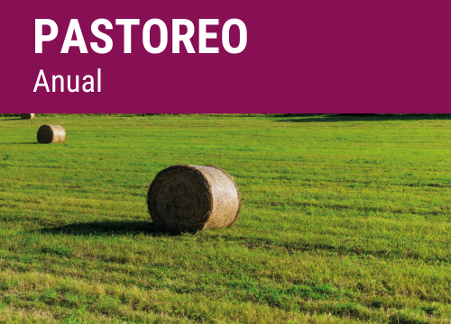 SEMILLA PRADERA F.PASTOREO