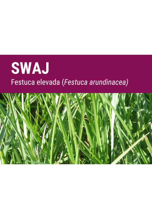 SWAJ