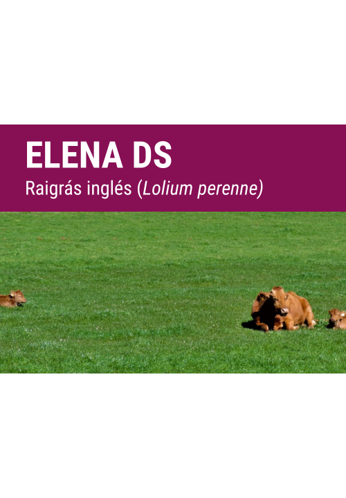 ELENA