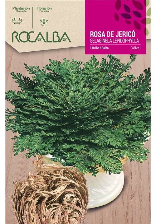 SELAGINELLA LEPIDOPHILA -VERDE