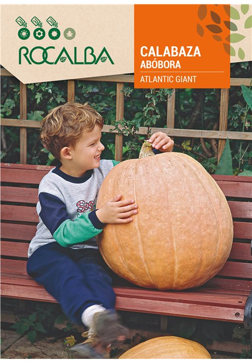 CALABAZA ATLANTIC GIANT