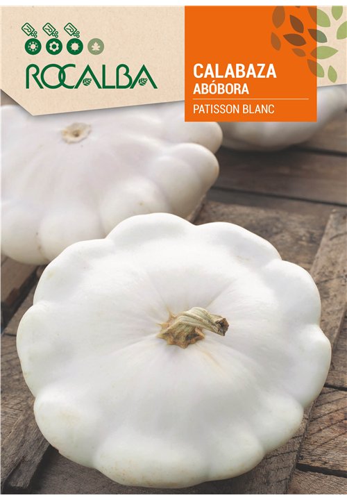 CALABAZA PATISSON BLANC