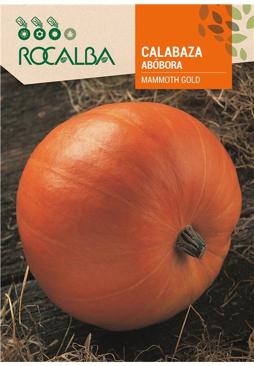 CALABAZA MAMMOTH GOLD