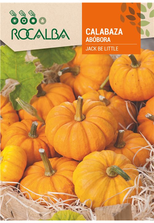 CALABAZA JACK BE LITTLE