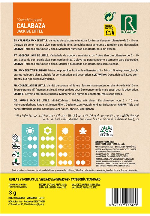 CALABAZA JACK BE LITTLE