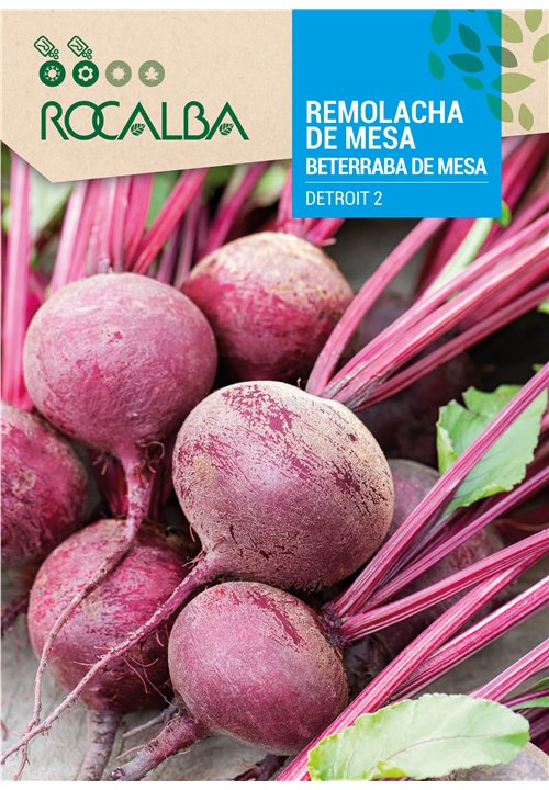 BETERRABA DE MESA DETROIT 2