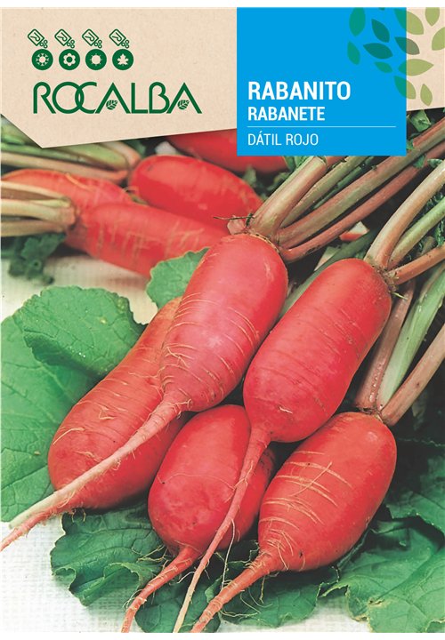 RABANETE DÁTIL ROJO