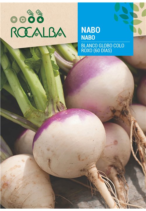 NABO BLANCO GLOBO COLO ROXO (60 DIAS)