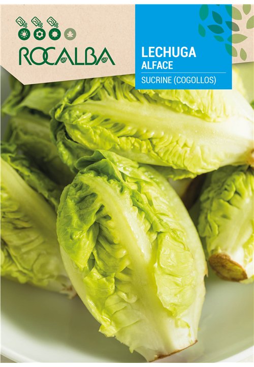 ALFACE SUCRINE (COGOLLOS)