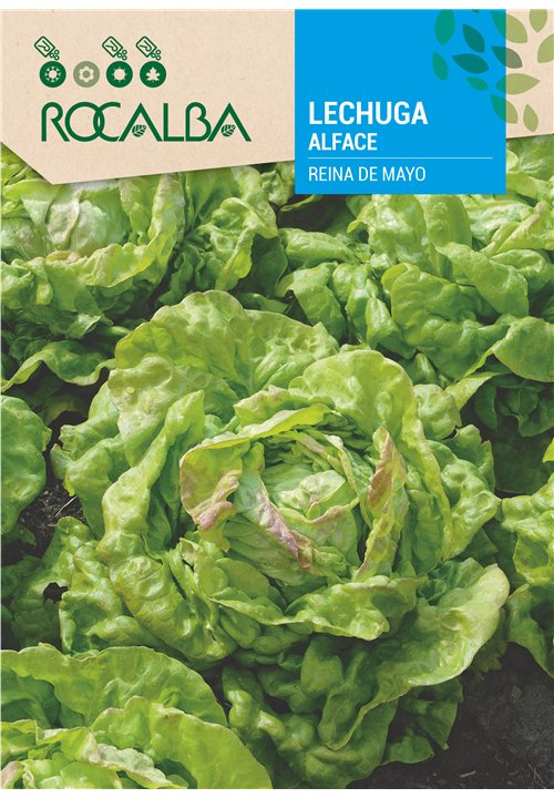 ALFACE REINA DE MAYO