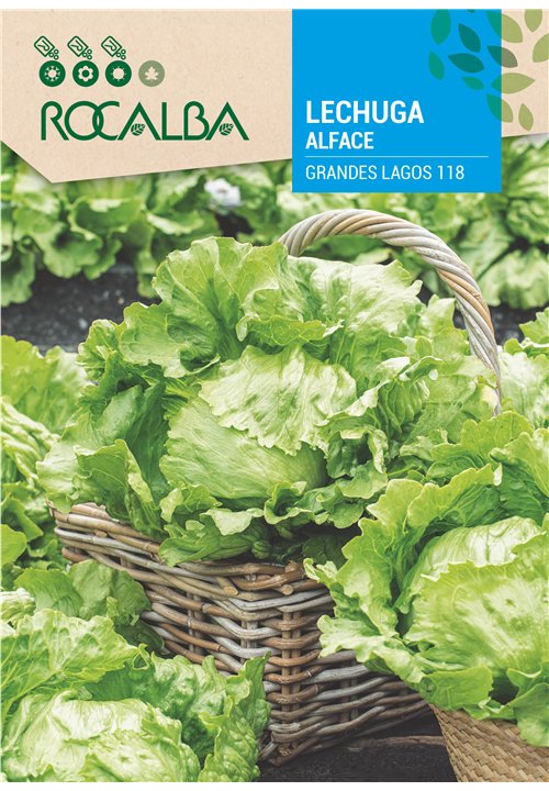 ALFACE GRANDES LAGOS 118