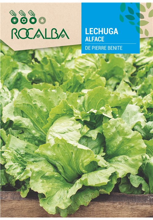 ALFACE DE PIERRE BENITE