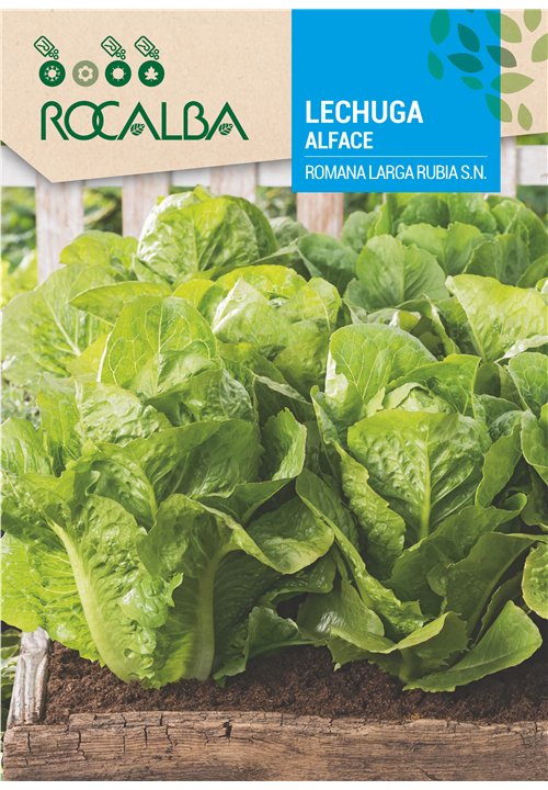 ALFACE ROMANA LARGA RUBIA