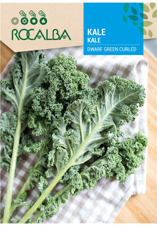 KALE DWARF GREEN CURLED