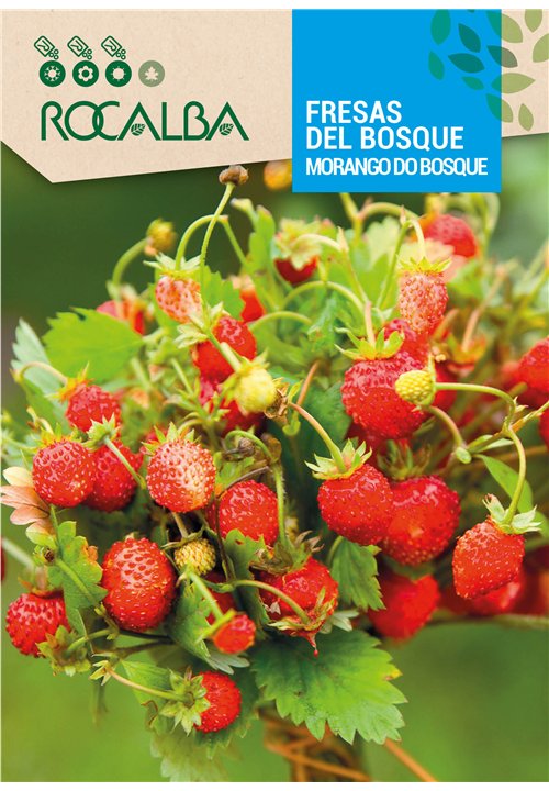 FRAISES DES BOIS