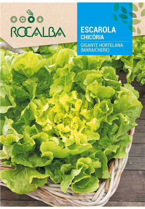 CHICÓRIA GIGANTE HORTELANA