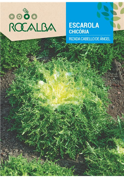 CHICÓRIA RIZADA CABELLO DE ÁNGEL