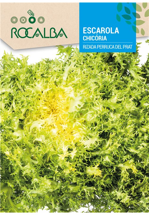 CHICÓRIA RIZADA PERRUCA DEL PRAT