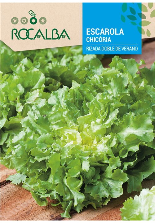 CHICÓRIA RIZADA DOBLE DE VERANO