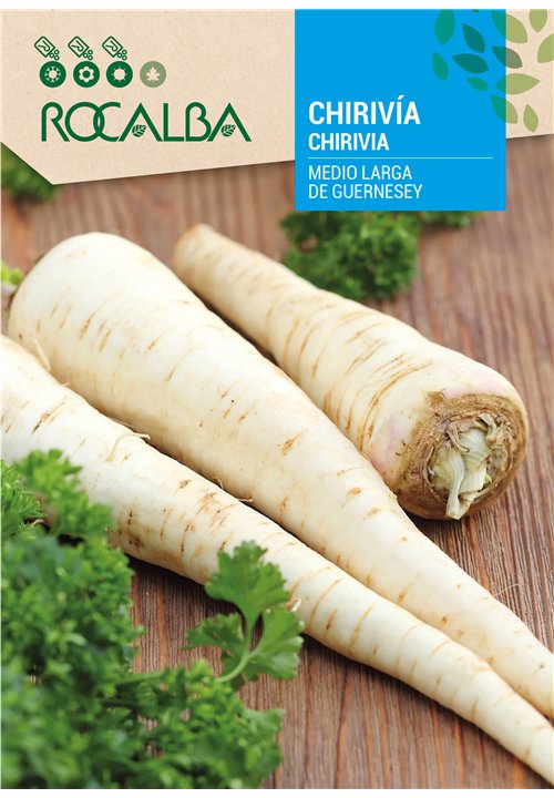 CHIRIVIA MEDIO LARGA DE GUERNESEY