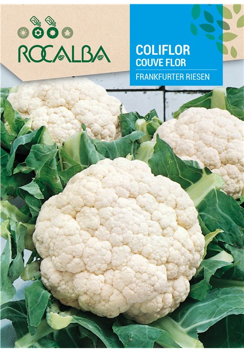 COUVE FLOR FRANKFURTER RIESEN