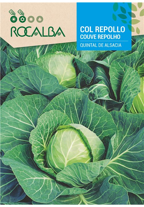 COUVE REPOLHO QUINTAL DE ALSACIA