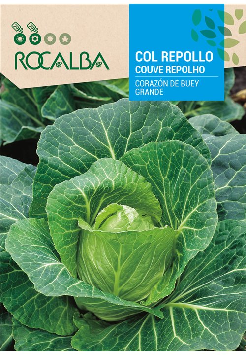 COUVE REPOLHO CORAZÓN DE BUEY GRANDE