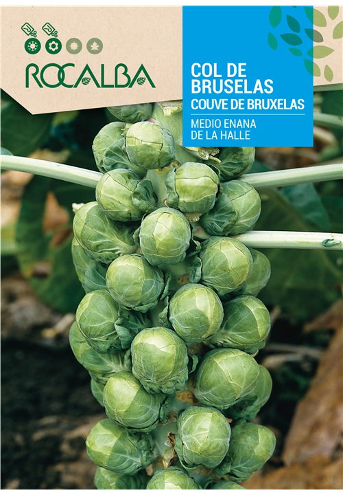 COUVE DE BRUXELAS MEDIO ENANA DE LA HALLE