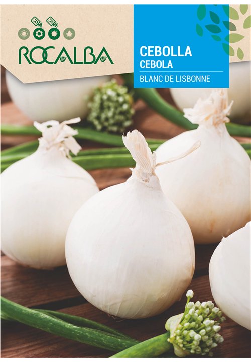 CEBOLA BLANC DE LISBONNE