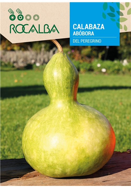 ABÓBORA DEL PEREGRINO