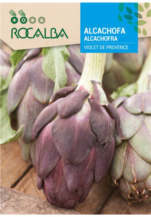 ALCACHOFRA VIOLETA DE PROVENCE