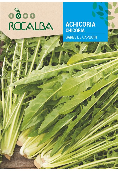 CHICÓRIA BARBE DE CAPUCIN