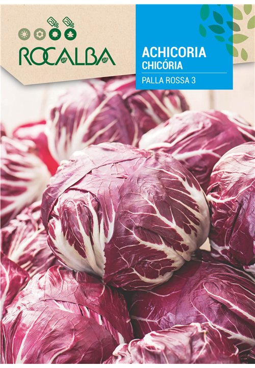 CHICÓRIA PALLA ROSSA 3