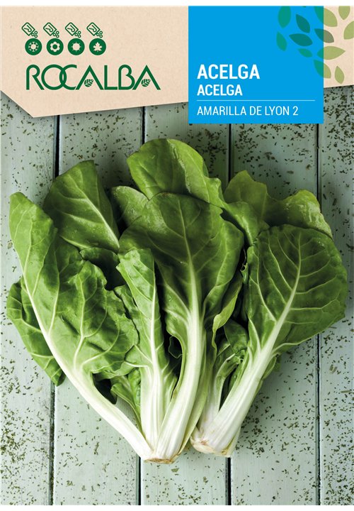 ACELGA AMARILLA DE LYON 2