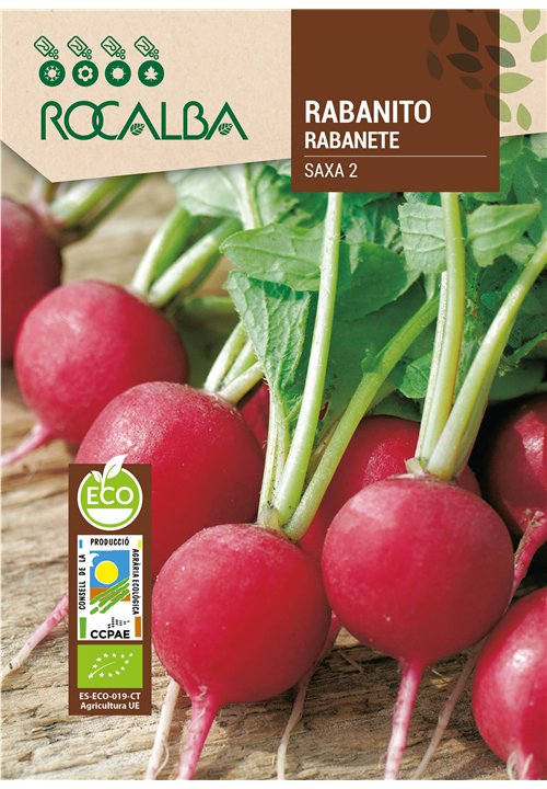RABANITO SAXA 2