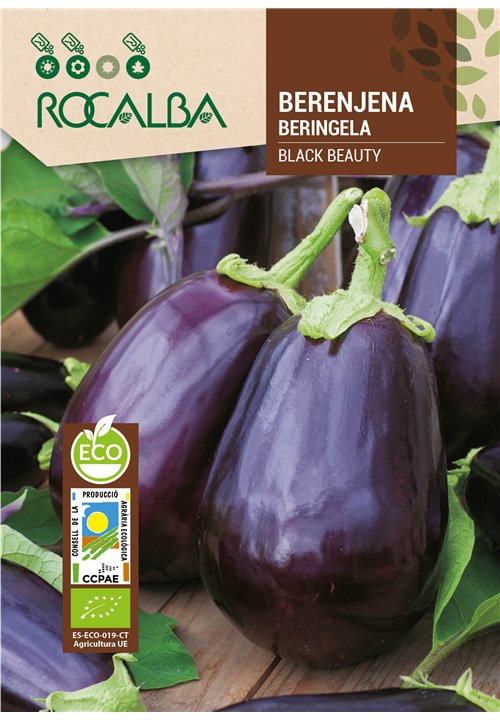 BERENJENA BLACK BEAUTY